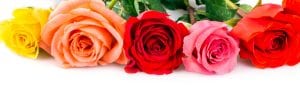 Roses over white background